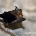 bat_fruit_gbcc_lbf_h_0092_kom3018.jpg